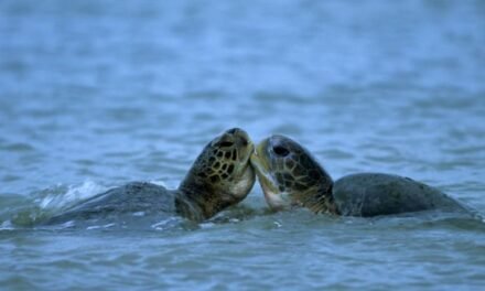 Casal de tartarugas marinha