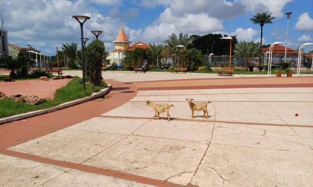 Cabritos a passear na Praça de Império em Bissau