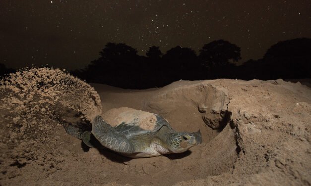 Tartarugas marínhas da Guiné-Bissau
