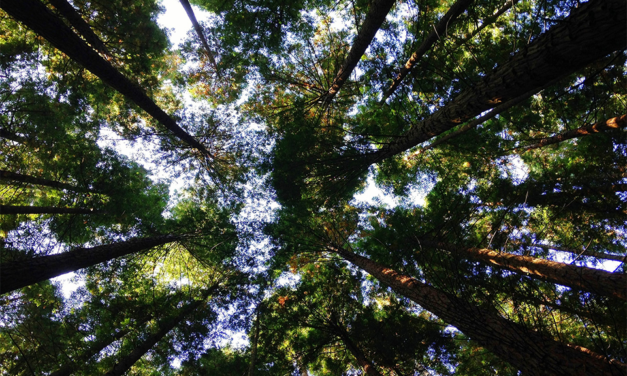 Ambiente/Mundo “na direção errada” para travar desflorestação até 2030