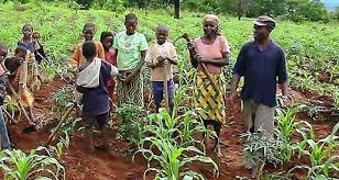 Angola/Falta de investimento trava desenvolvimento da agricultura em África, segundo UA