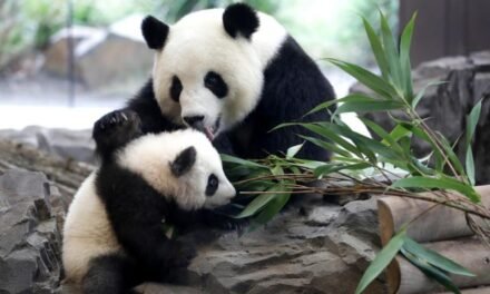 China/Número de pandas gigantes em estado selvagem na China sobe para cerca de 1.900