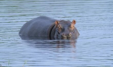 Biodiversidade/Celebra-se hoje o Dia Mundial do Hipopótamo