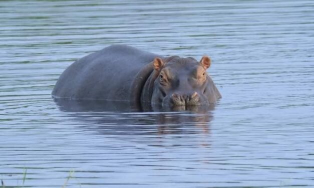 Biodiversidade/Celebra-se hoje o Dia Mundial do Hipopótamo