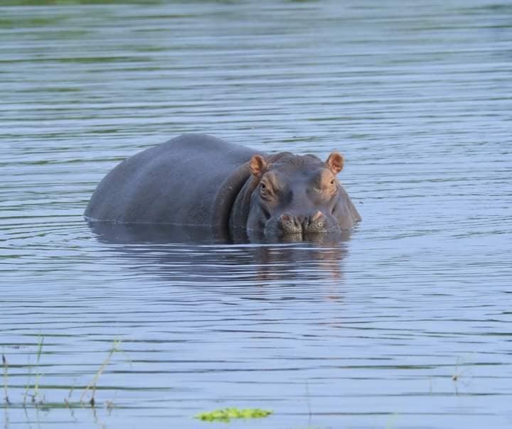 Biodiversidade/Celebra-se hoje o Dia Mundial do Hipopótamo