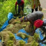 Agricultura/ONG Tiniguena capacita mulheres das comunidades agrícolas em matéria de avaliação de semente de arroz