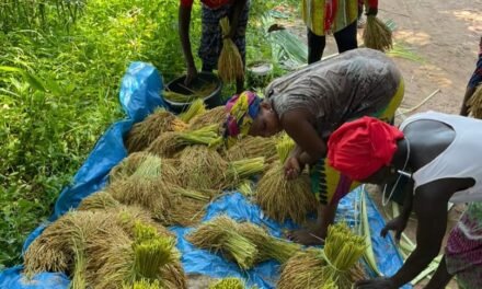 Agricultura/ONG Tiniguena capacita mulheres das comunidades agrícolas em matéria de avaliação de semente de arroz