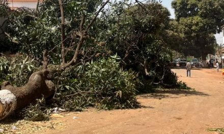 Reabilitação de Bissau/ Governo relativiza críticas e defende substituição de “mangueiras centenárias”