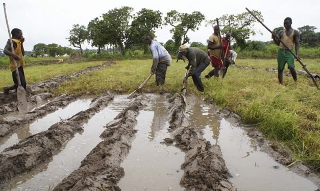 Governo promete distribuir 172 toneladas de sementes de arroz aos camponeses   