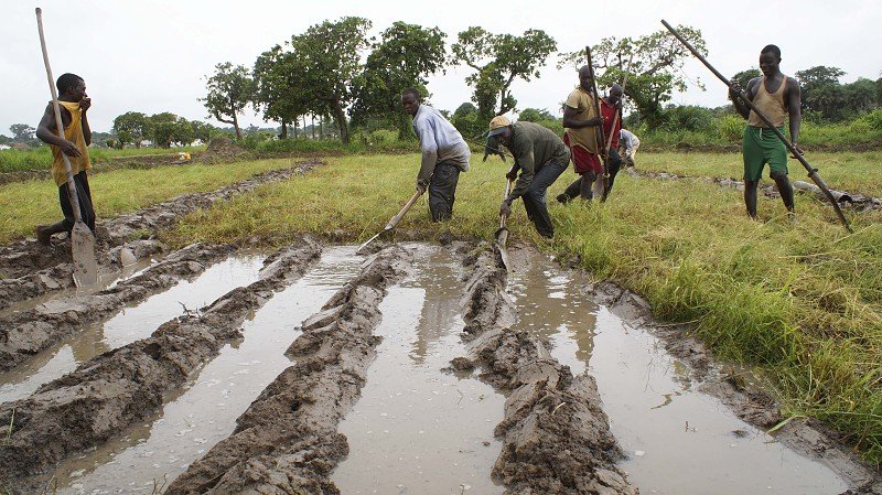 Governo promete distribuir 172 toneladas de sementes de arroz aos camponeses   