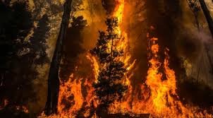 França/Incêndios florestais extremos duplicaram nos últimos 20 anos em todo o mundo