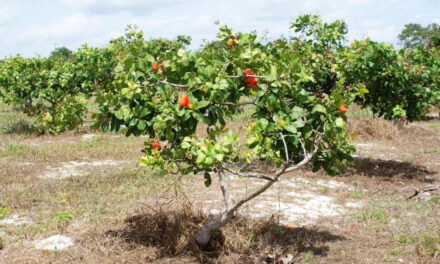 Caju/Consultor nacional para produção anuncia  criação de  15 campos de novo tipo do produto