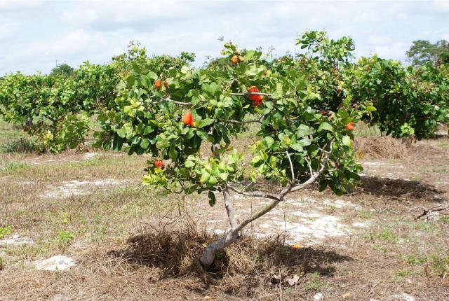 Caju/Consultor nacional para produção anuncia  criação de  15 campos de novo tipo do produto