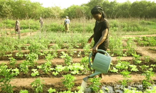 ONG “Ianda Guiné” anuncia inauguração de centros de processamento e comercialização de produtos hortícolas em Cacheu e Bissorã