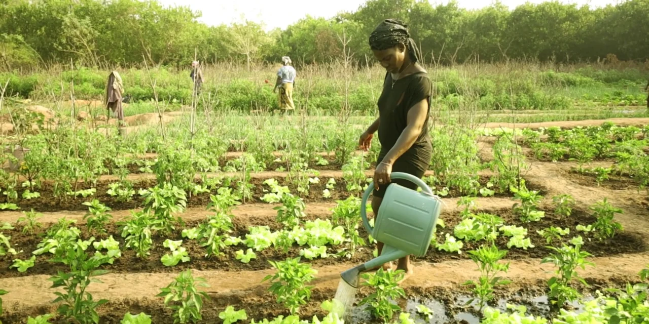 ONG “Ianda Guiné” anuncia inauguração de centros de processamento e comercialização de produtos hortícolas em Cacheu e Bissorã