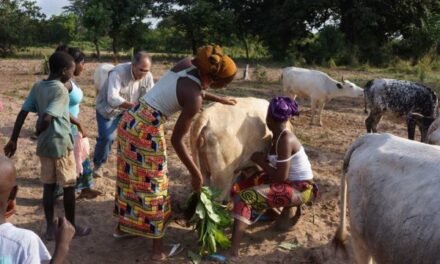 Regiões/ Voz de Paz capacita criadores de gado e agricultores  em matéria de  “mediação de conflito”