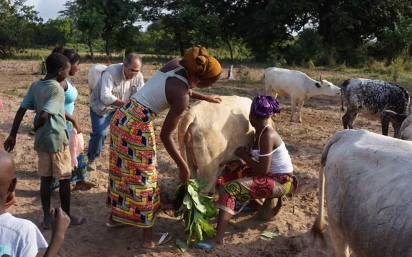 Regiões/ Voz de Paz capacita criadores de gado e agricultores  em matéria de  “mediação de conflito”