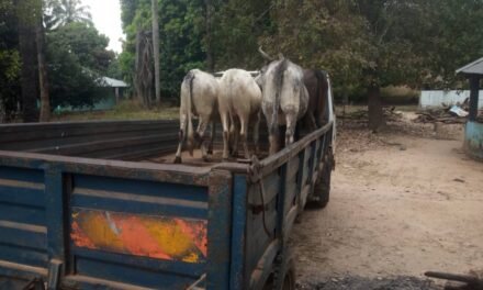 Regiões/ PIR recupera quarto cabeças de gados roubados em Beniche, setor de Canchungo