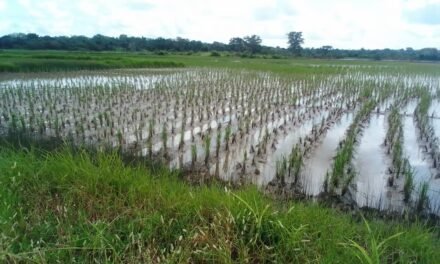 Regiões/Invasão de águas salgadas na origem de  fraca produção de arroz em Binar