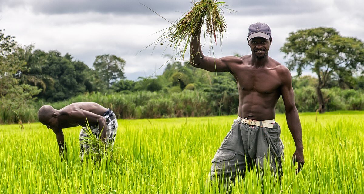 Regiões/“Chuvas intensas e inundações estão por detrás do mau ano agrícola na região de Gabú”, afirma o responsável agrícola naquela zona