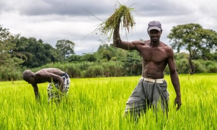 Regiões/“Chuvas intensas e inundações estão por detrás do mau ano agrícola na região de Gabú”, afirma o responsável agrícola naquela zona