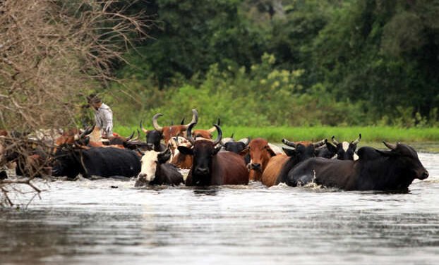 Bolívia/Chuvas fazem 55 mortos e afetam mais de meio milhão de famílias