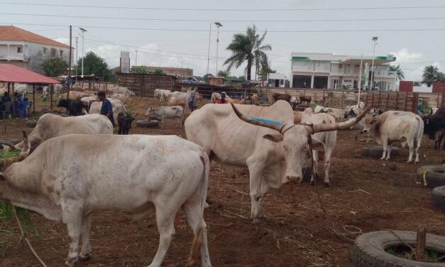 “Aumento do preço de carne  no mercado nacional se deve à cobranças  feitas por diferentes autoridades nacionais”, diz Presidente da Associação de Criadores de Gado