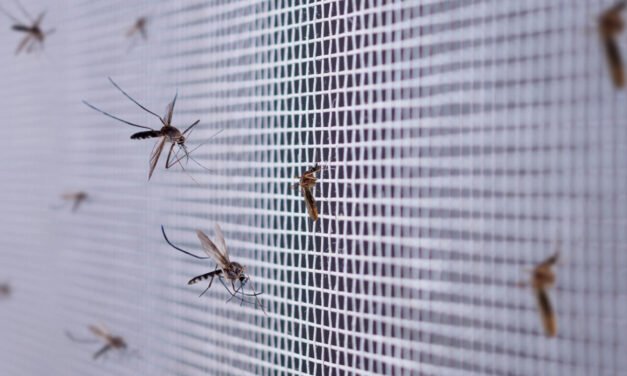 Cabo Verde/Governo reage rapidamente e tenta manter estatuto de país livre de malária