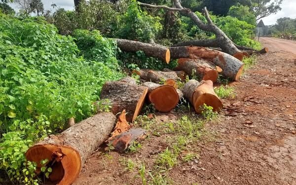Regiões/Derrube de árvores para instalação de iluminação pública gera contestação popular em Bigene