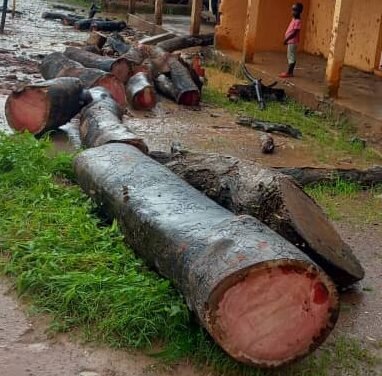 Regiões/Iniciada campanha de  cortes de bissilões secos nas bermas das estradas de ligação com Canchungo