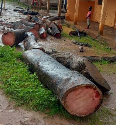Regiões/Iniciada campanha de  cortes de bissilões secos nas bermas das estradas de ligação com Canchungo