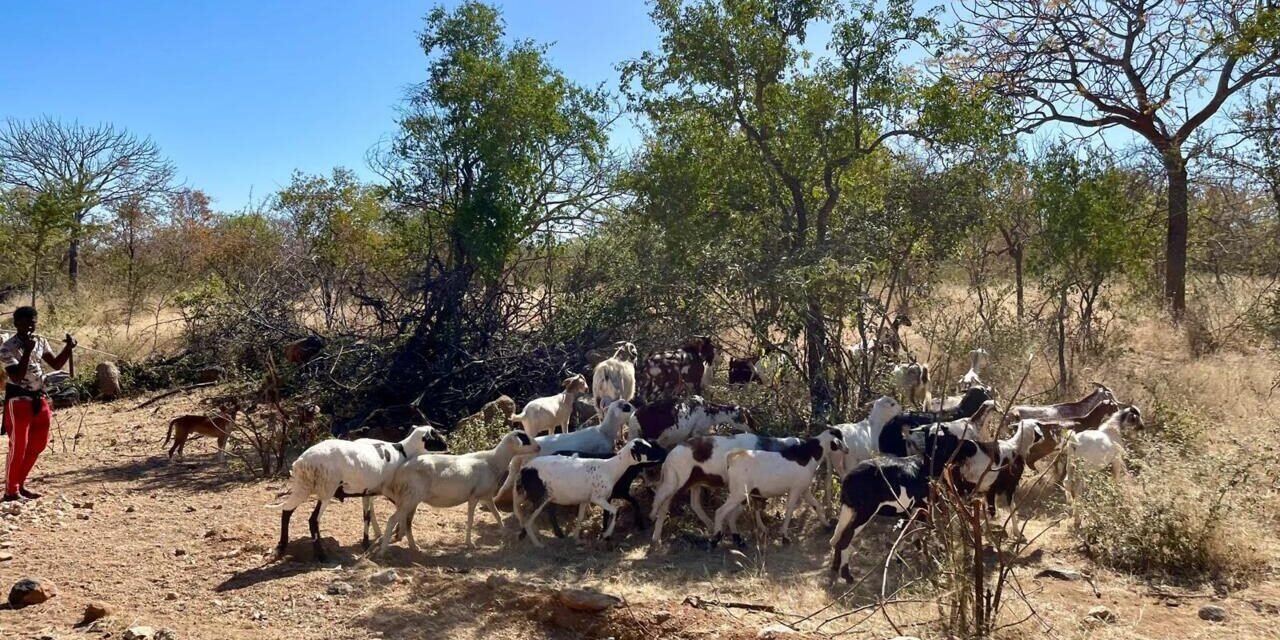 Angola/conflitos entre criadores de gado por reserva de água resultam em 20 mortos