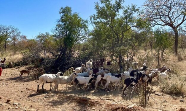 Angola/conflitos entre criadores de gado por reserva de água resultam em 20 mortos