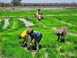 Regiões/ Associação das Mulheres de Camuca, na Região de Gabu e PAM prorrogam acordo de parceria por mais um ano