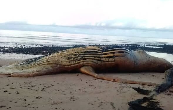 Biodiversidade/Baleia-Jubarte encontrada morta na praia de Varela