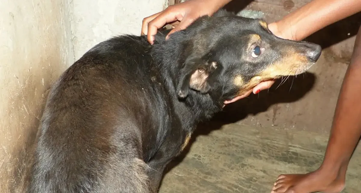 Dia Mundial de Raiva/Moçambique regista mais de 9 mil mordeduras caninas e 14 mortes por raiva