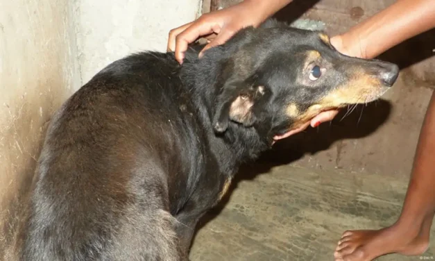 Dia Mundial de Raiva/Moçambique regista mais de 9 mil mordeduras caninas e 14 mortes por raiva
