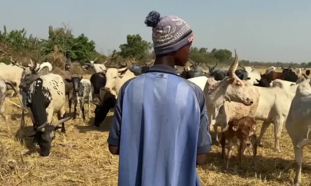 Regiões/Serviço Veterinários de Gabu promove campanha de vacinação de gados bovinos e suínos