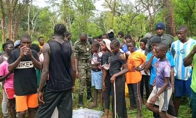 IBAP inicia repovoamento florestal no Parque Natural do Rio Cacheu com 9.435 sementes de Cibes
