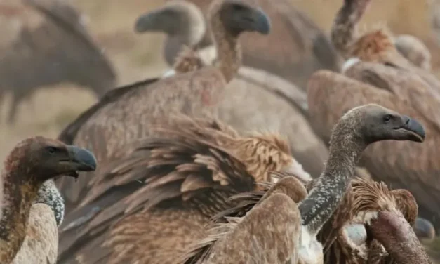 Africa do Sul/Governo alerta para crise populacional de abutres