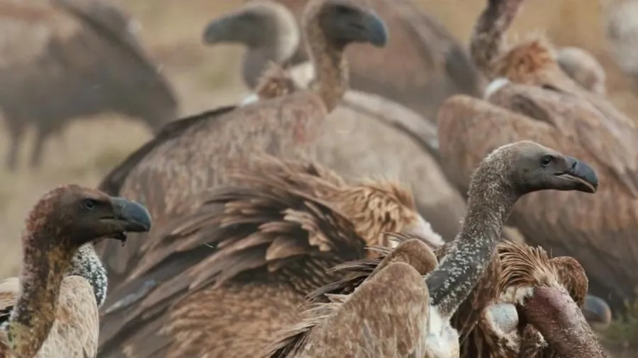 Africa do Sul/Governo alerta para crise populacional de abutres
