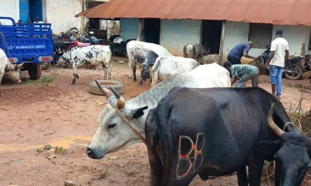 Regiões/ Autoridades Administrativas de Farim entregam aos donos 12 cabeças de gados roubados na zona