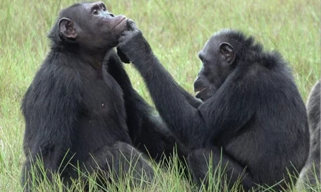 Uganda/Pesquisadores documentam chimpanzés usando insetos para tratar seus ferimentos