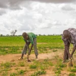 Nigéria/Treze Agricultores sequestrados no nordeste