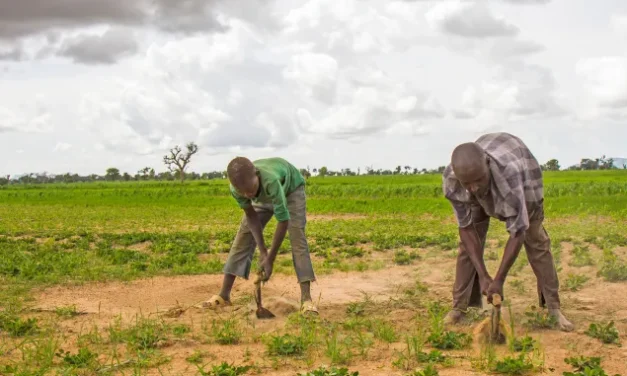 Nigéria/Treze Agricultores sequestrados no nordeste