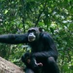 Diretor do Parque Nacional “Dulombi” agradece  comunidade local pela colaboração no resgate de animais em extinção