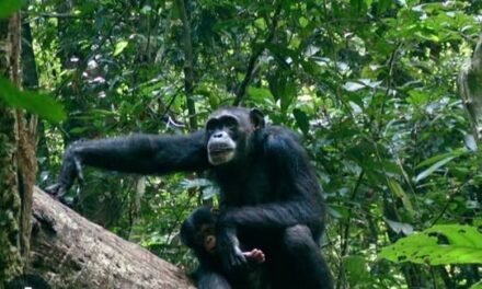Diretor do Parque Nacional “Dulombi” agradece  comunidade local pela colaboração no resgate de animais em extinção