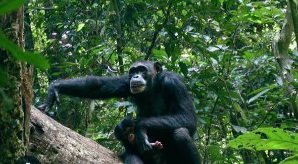 Diretor do Parque Nacional “Dulombi” agradece  comunidade local pela colaboração no resgate de animais em extinção