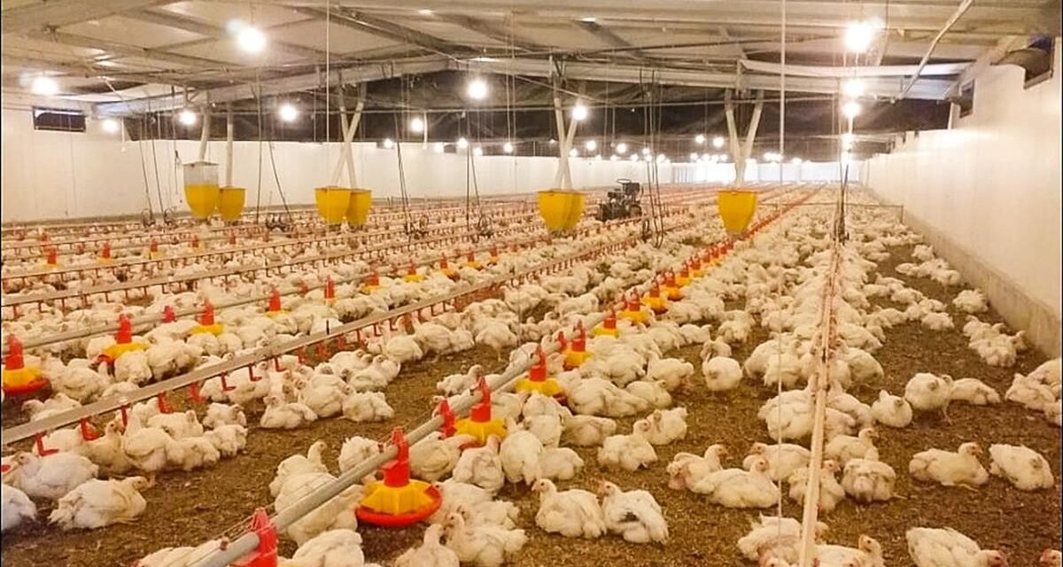 Moçambique/ Governo investiga desvio de antirretrovirais para criação de frangos