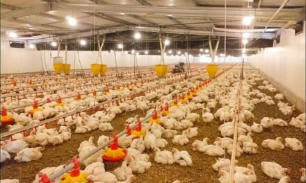 Moçambique/ Governo investiga desvio de antirretrovirais para criação de frangos